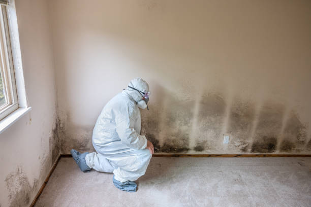 Best Professional Mold Removal  in Deland, FL